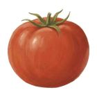 Accounting Ketchup icon