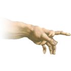 Anatomy icon