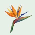 BotaniSense icon
