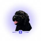 CashEnzo icon