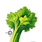 Celerp icon