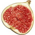 Fig icon