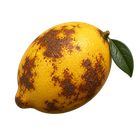 ruzu icon