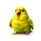 Tired Budgie icon