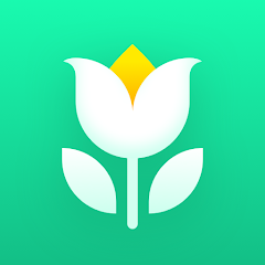 bird of paradise plant for sale White Bird Of Paradise: Strelitzia - 17