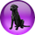 Black Lab NetOS icon
