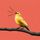 Canairy icon