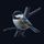 ChikaD icon