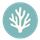 Coral Focus icon