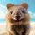 Deal Quokka icon