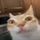 ErmChat icon