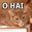 Lolcat Builder icon