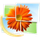 Windows Live Photo Gallery icon