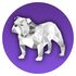 Bulldock Browser icon