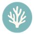 Coral Focus icon