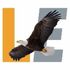 LeaseEagle icon