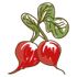 radish icon