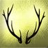 The Endless Forest icon