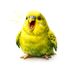 Tired Budgie icon