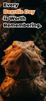 Beardie Days screenshot 1