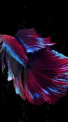 Betta Fish Live Wallpaper screenshot 1