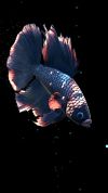 Betta Fish Live Wallpaper screenshot 2