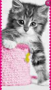 cats lock screen ziper