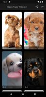 Dog Wallpaper Cute Puppies HD screenshot 1