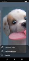 Dog Wallpaper Cute Puppies HD screenshot 2