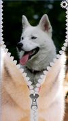 dogs lock screen zipper