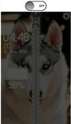 dogs lock screen zipper