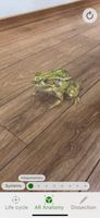 Froggipedia screenshot 2