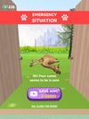 Paw Care! screenshot 3