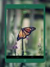 Seek by iNaturalist screenshot 2