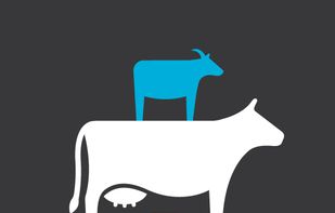 Radiolab Goat on a Cow Logo