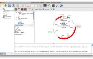 The expression vector pCAGGS-T7 opened in GENtle