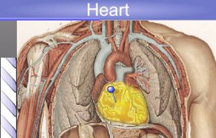 Speed Anatomy screenshot 1