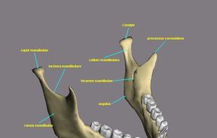 Mandibula bone and mandibular teeth