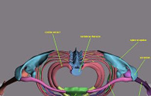Scapula and rib cage, superior view