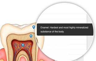 Image annotations for annotating images in cornell notes or flashcards