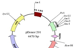 A Map drawn in SlimVector