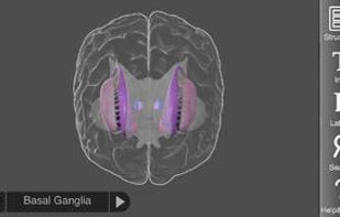 3D Brain screenshot 1
