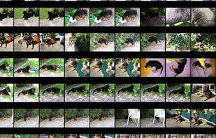 Galapix screenshot 1