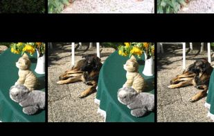 Galapix screenshot 1