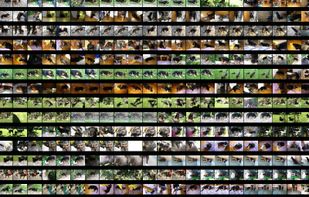 Galapix screenshot 2