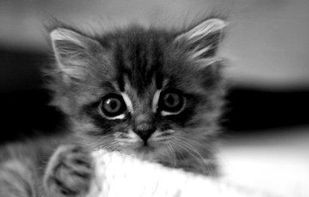 placekitten screenshot 1