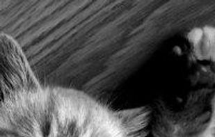 placekitten screenshot 1