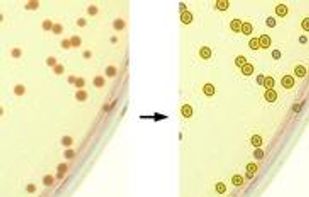 OpenCFU screenshot 2