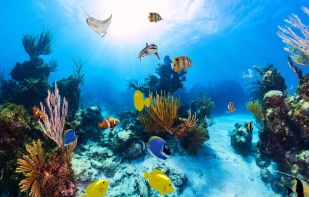 Aquarium 360 LWP screenshot 2