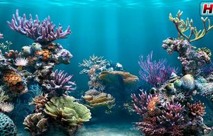 Aquarium HD screenshot 1